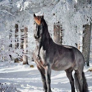 Meet your Posher, Morales